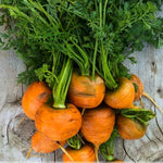 close-up of small, round carrots with bright orange skin

