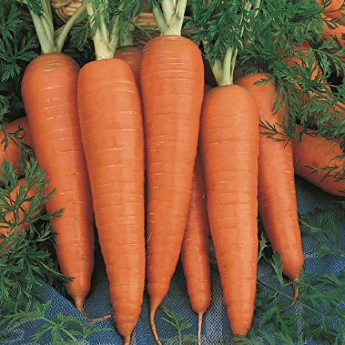 Organic Carrot Mix Daucus Carota Vegetable Seeds for Planting in Kitchen Garden and Raised Beds