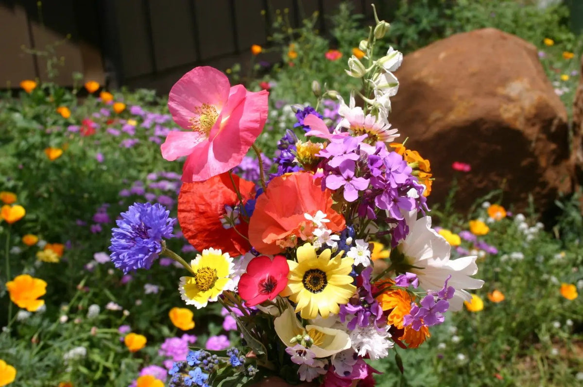 Mixed Cascade Flower Seeds for Planting - NON GMO Seeds Dhara Seeds