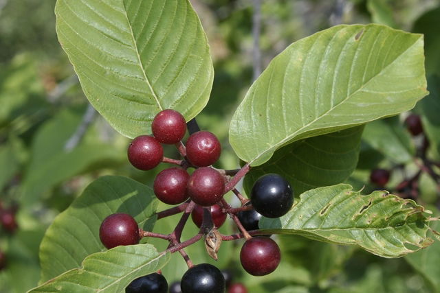 Cascara Seeds (Rhamnus purshiana)