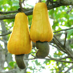 Evergreen cashew tree seeds for planting