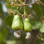 Non GMO cashew plant seeds for warm climates