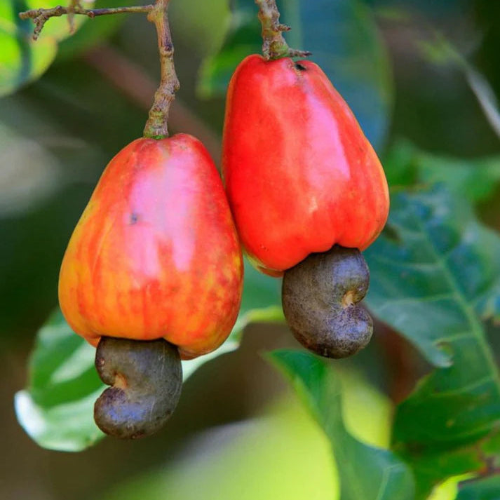 Cashew tree growing seeds for home garden