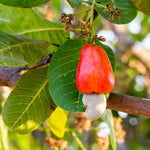 Cashew tree seeds for tropical home gardening