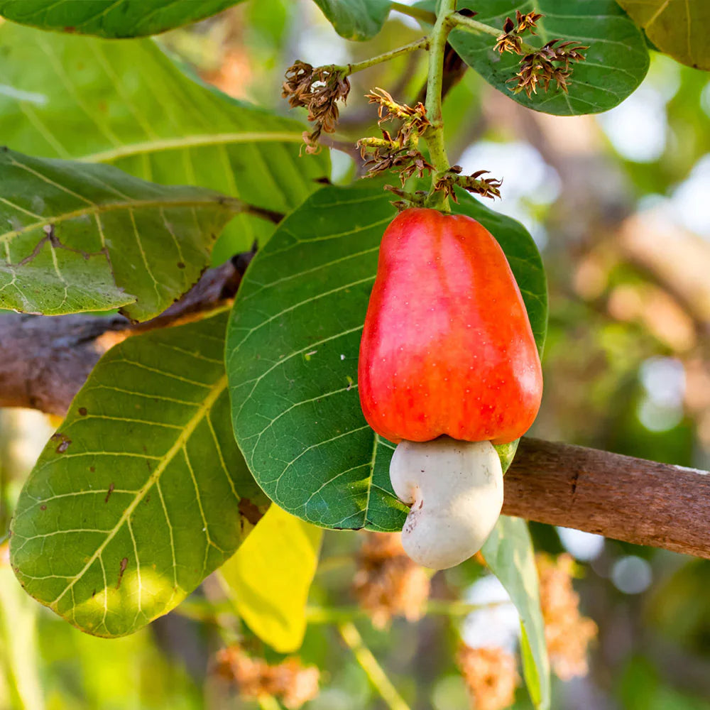 Cashew tree seeds for tropical home gardening