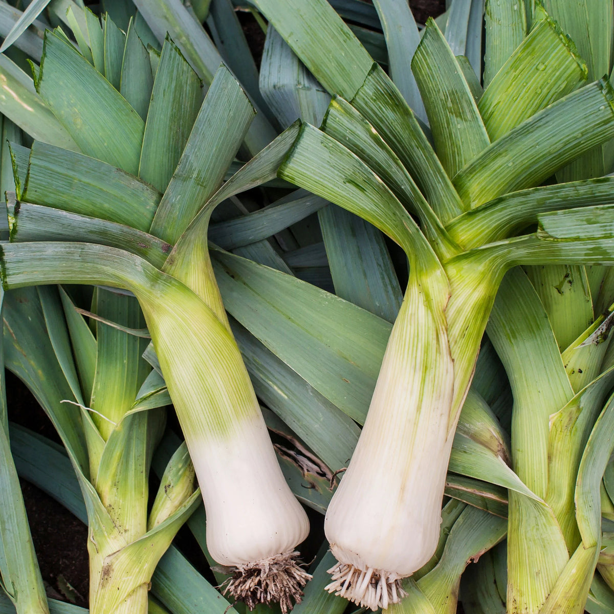 Casimir Leek Allium ampeloprasum Seeds for Planting – Non-GMO Garden Herb