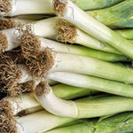 Freshly Harvested Casimir Leeks with Green Tops