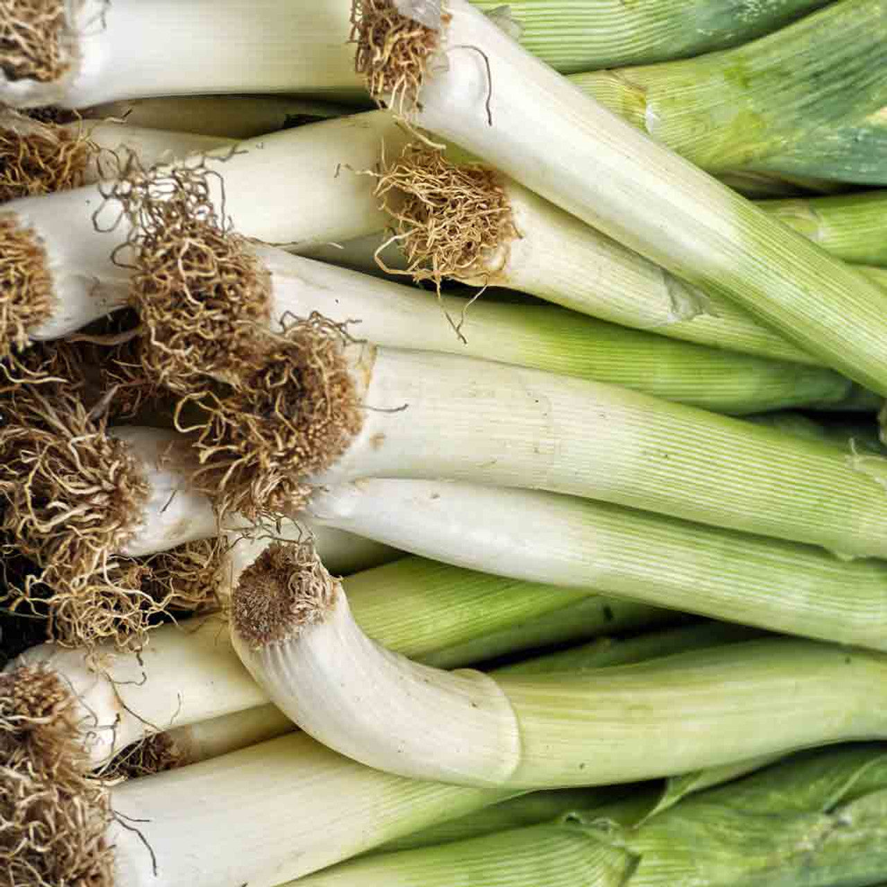 Freshly Harvested Casimir Leeks with Green Tops