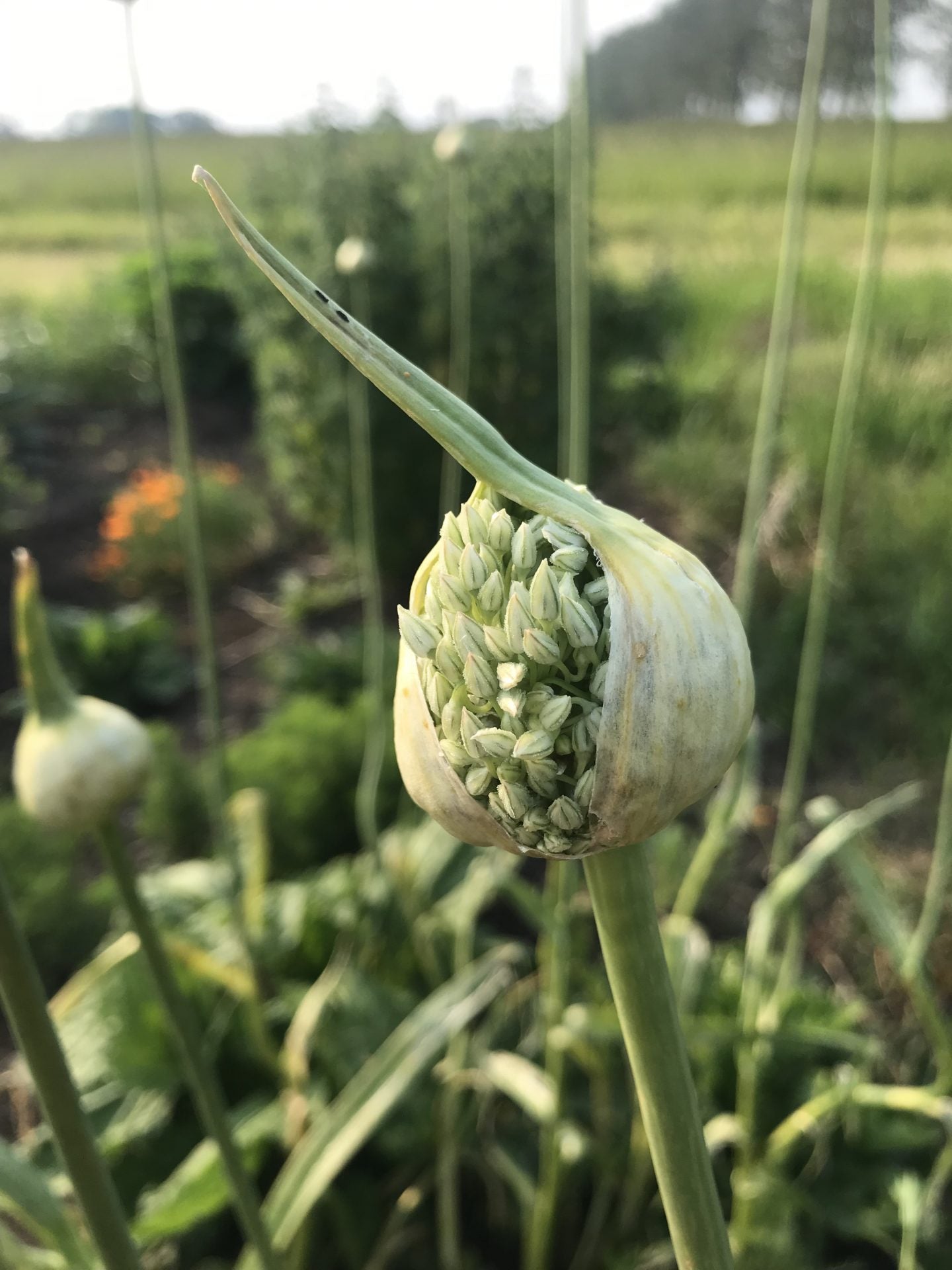 Casimir Leek Plants Growing in Vegetable Garden