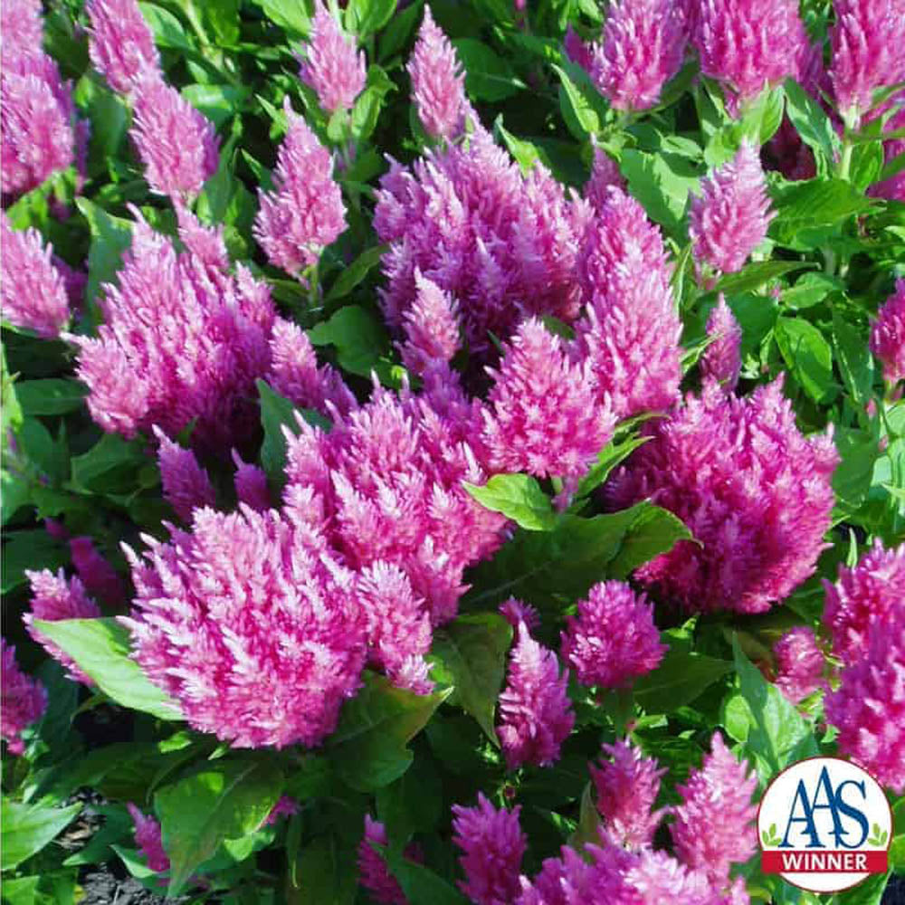 Celosia Pink Soft Petal Flower Seeds