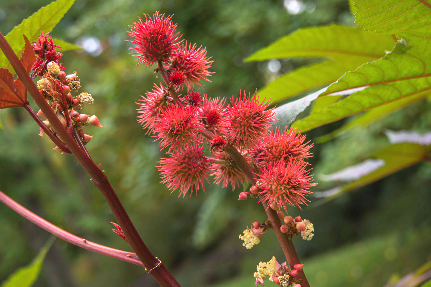 Ricinus Communis Castor Bean Impala Flower Seeds