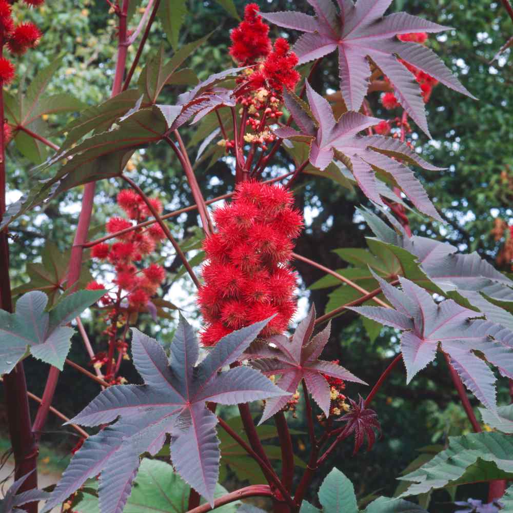 Castor Bean Impala Compact Growth Plant Seeds