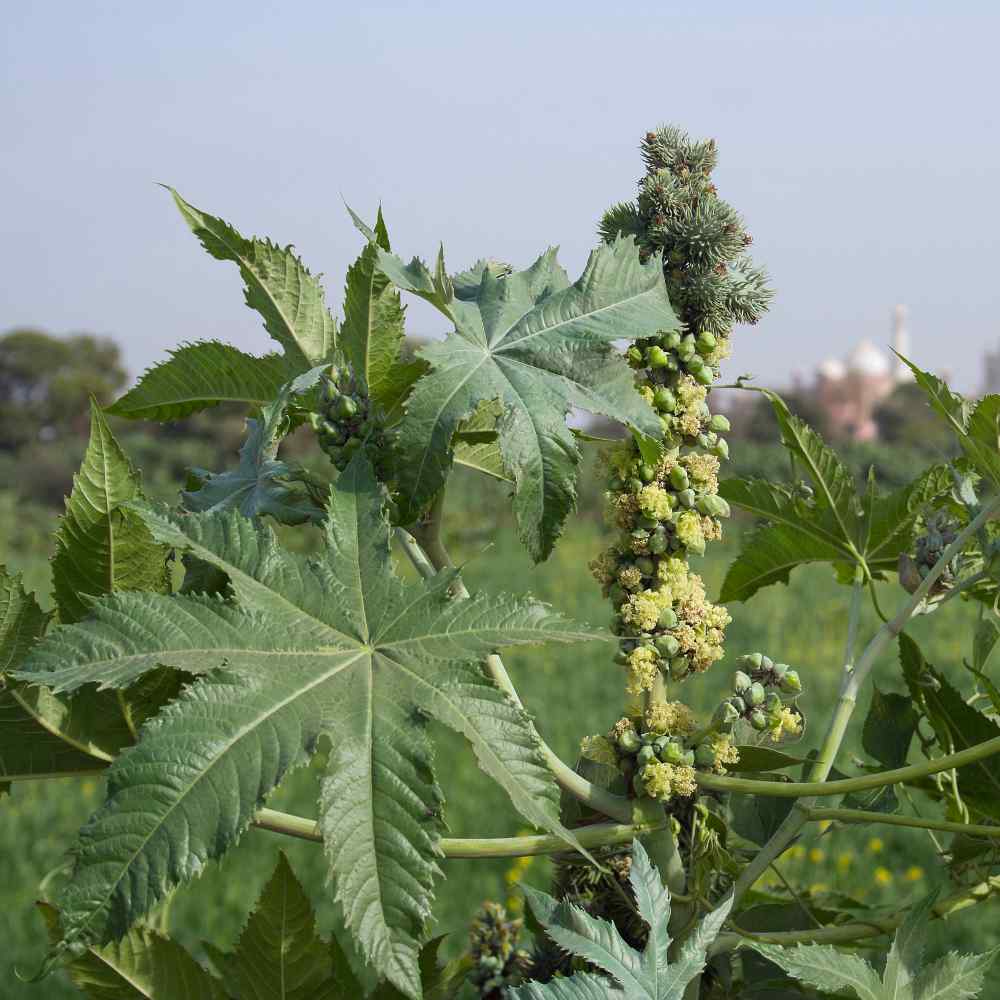 Castor Bean Zanzibariensis Giant Leaf Plant Seeds