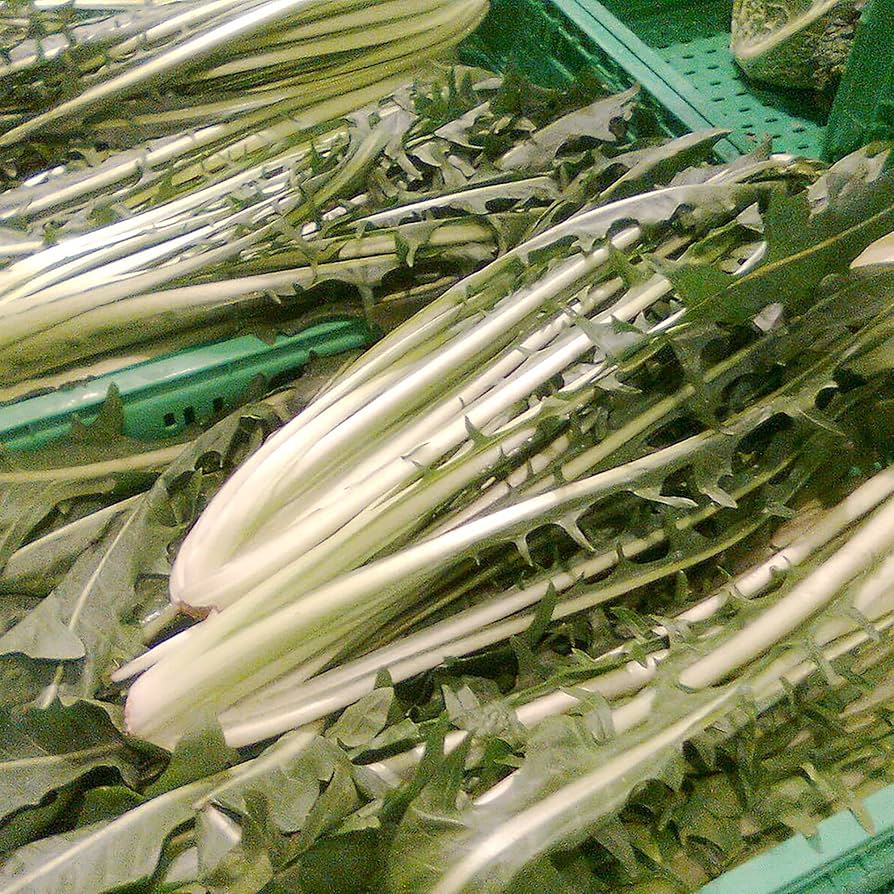 Catalogna Cicoria Dandelion Italiana Seeds – Italian Chicory with Bitter Green Leaves - Dharaseeds
