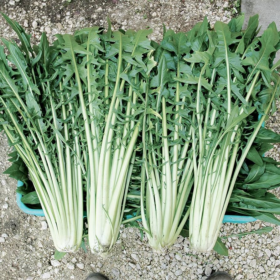 Catalogna Cicoria Dandelion Italiana Seeds – Italian Chicory with Bitter Green Leaves - Dharaseeds