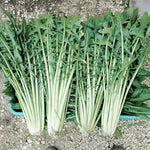 Catalogna Cicoria Dandelion Italiana Seeds – Italian Chicory with Bitter Green Leaves - Dharaseeds