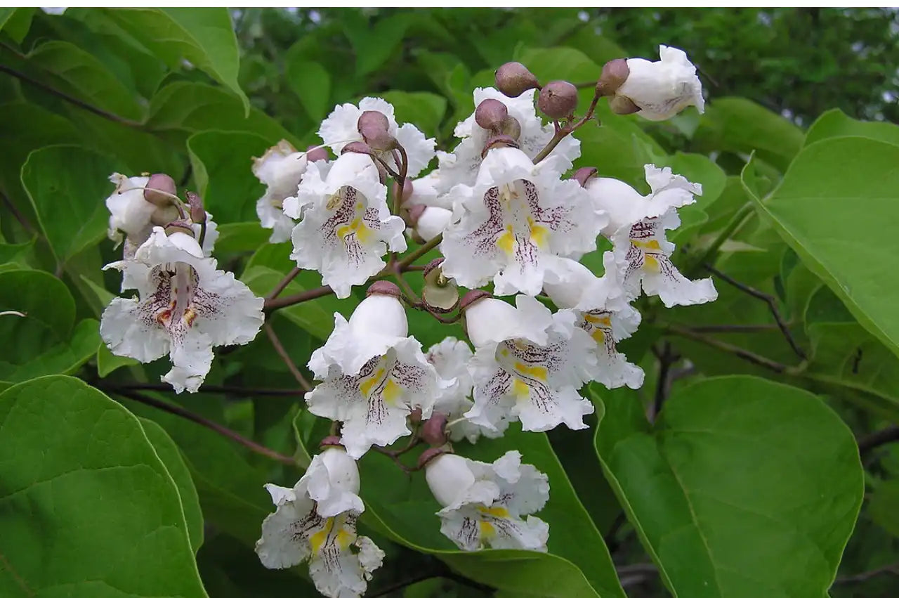 Dwarf Catalpa