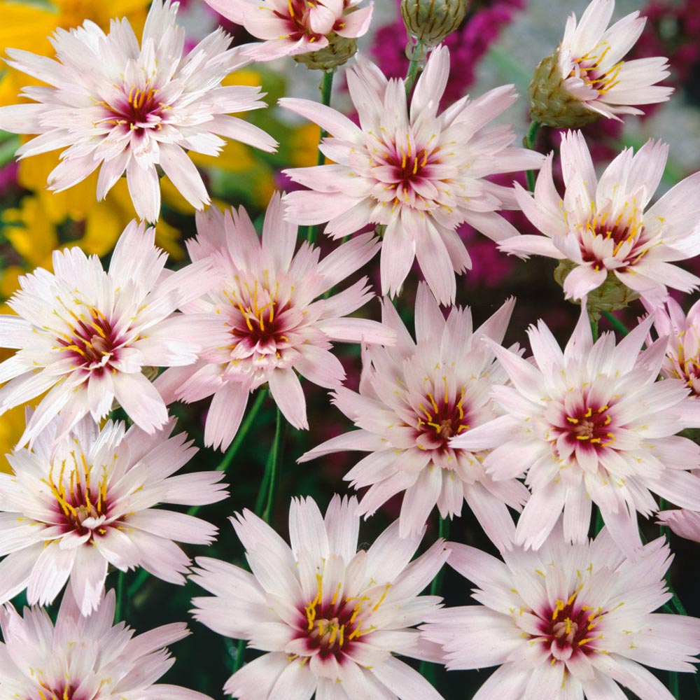 Cupid’s Dart White Delicate Bloom Flower Seeds