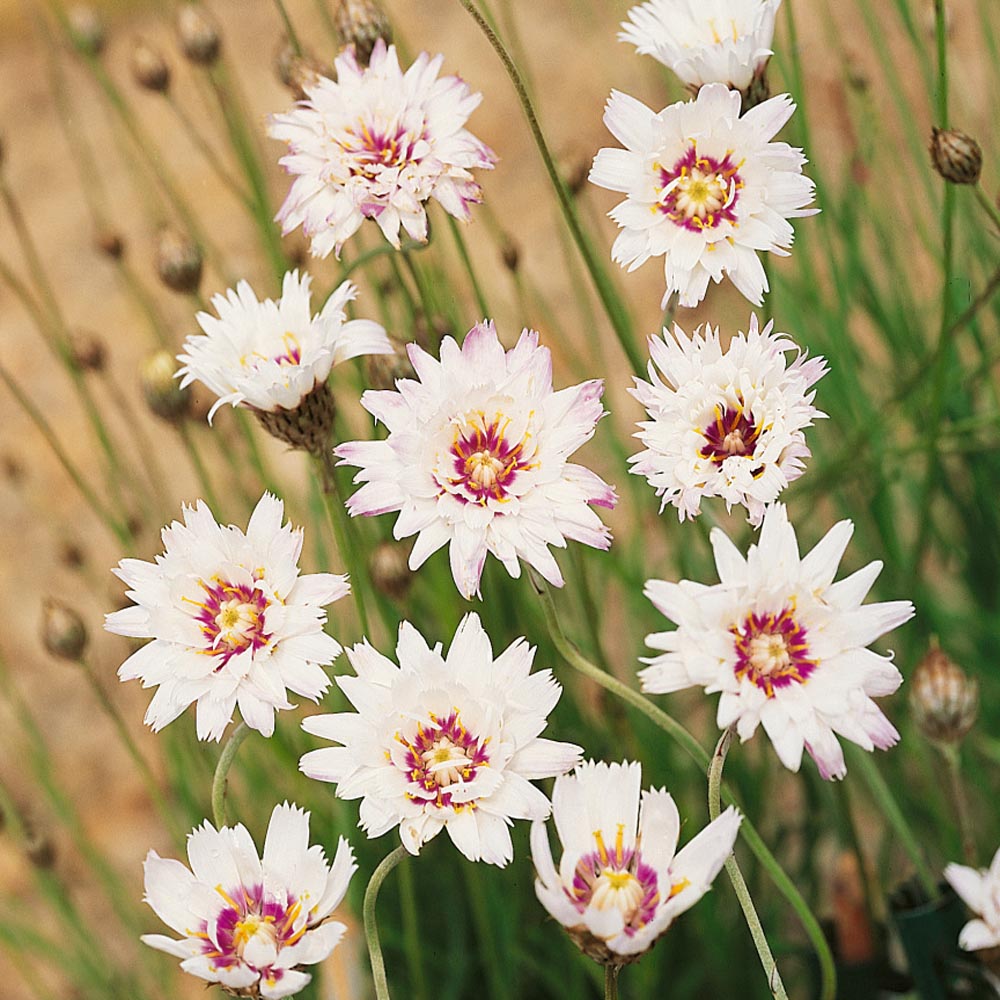 Cupid’s Dart White Delicate Bloom Flower Seeds