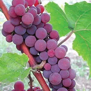 Catawba grape seeds germination in soil for home gardening