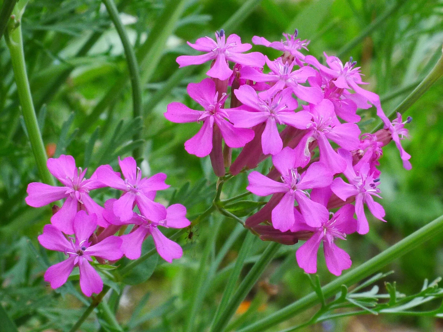 Catchfly Seeds