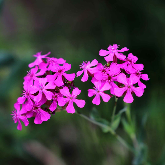 Catchfly Seeds