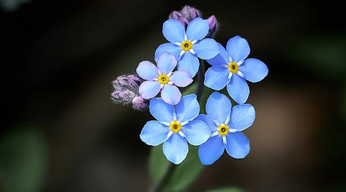 Forget Me Not Seeds - Blue