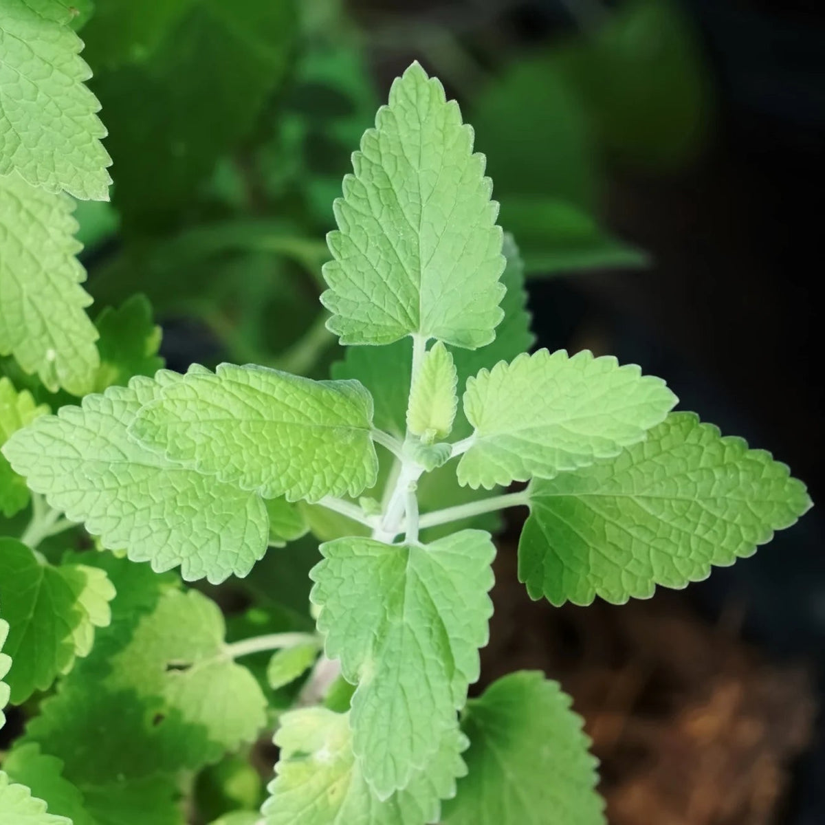 Drought-tolerant perennial catmint herb seeds for landscapes