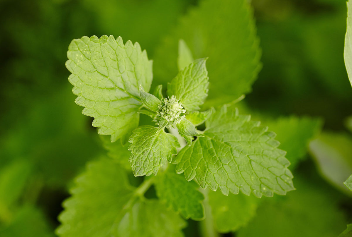 Heirloom non-GMO catmint Nepeta seeds for planting