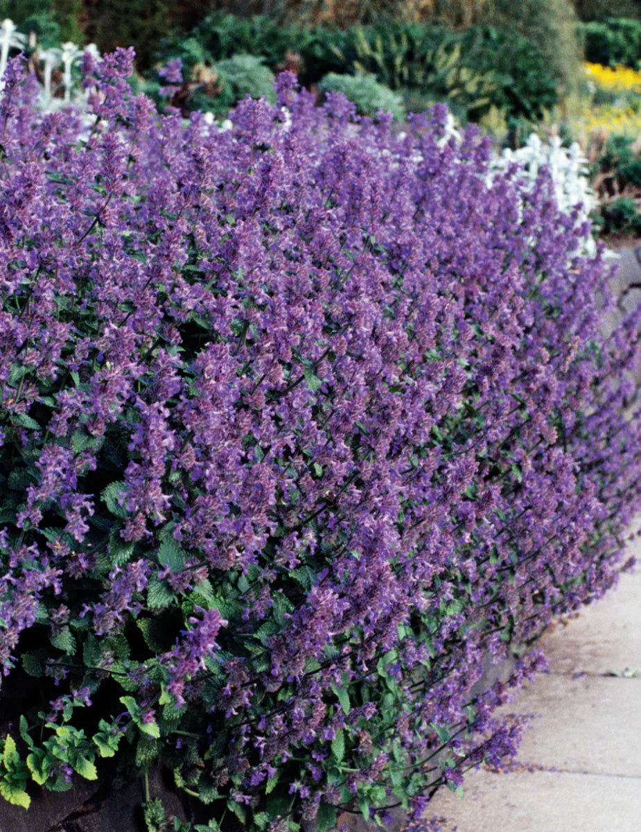 Catmint - Seeds - Medicinal Herb - Attract cats Nepeta mussinii – Heirloom, Non-GMO, High Germination Organic Garden Seeds