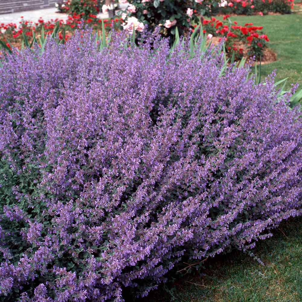 Catmint Blue Fragrant Herb Plant Seeds