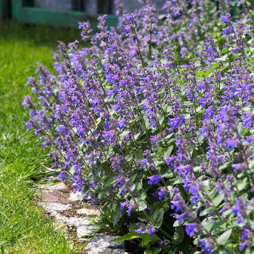 Catmint Blue Fragrant Herb Plant Seeds