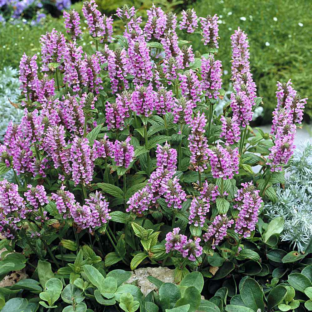 Catmint Pink Unique Bloom Plant Seeds