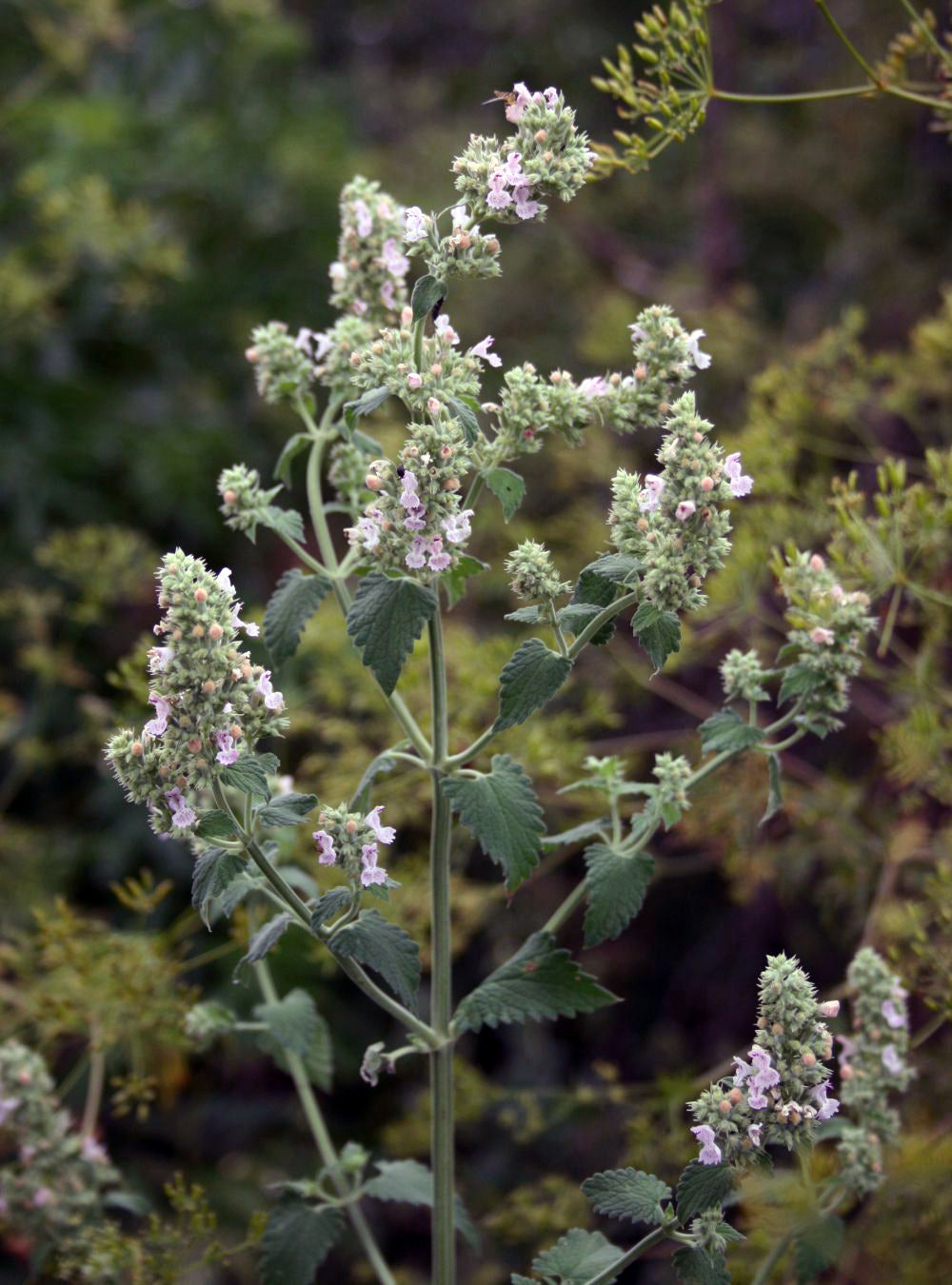 Green CatMint Seeds – Herb Garden Favorite-Heirloom & Non-GMO Seeds for planting – Fresh Herb for Your Garden