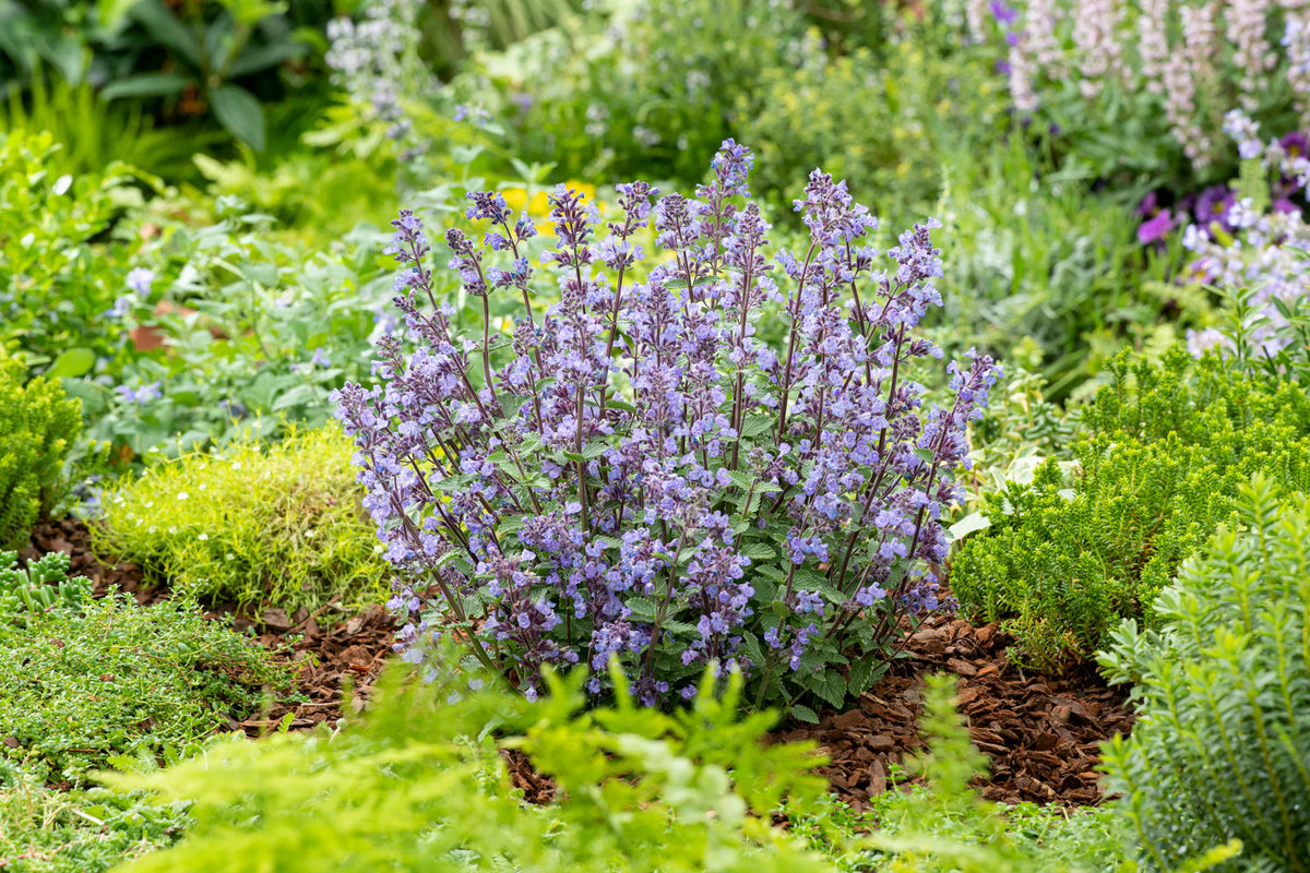 Flowering Catnip Nepeta Cataria Plant with White Blossoms
