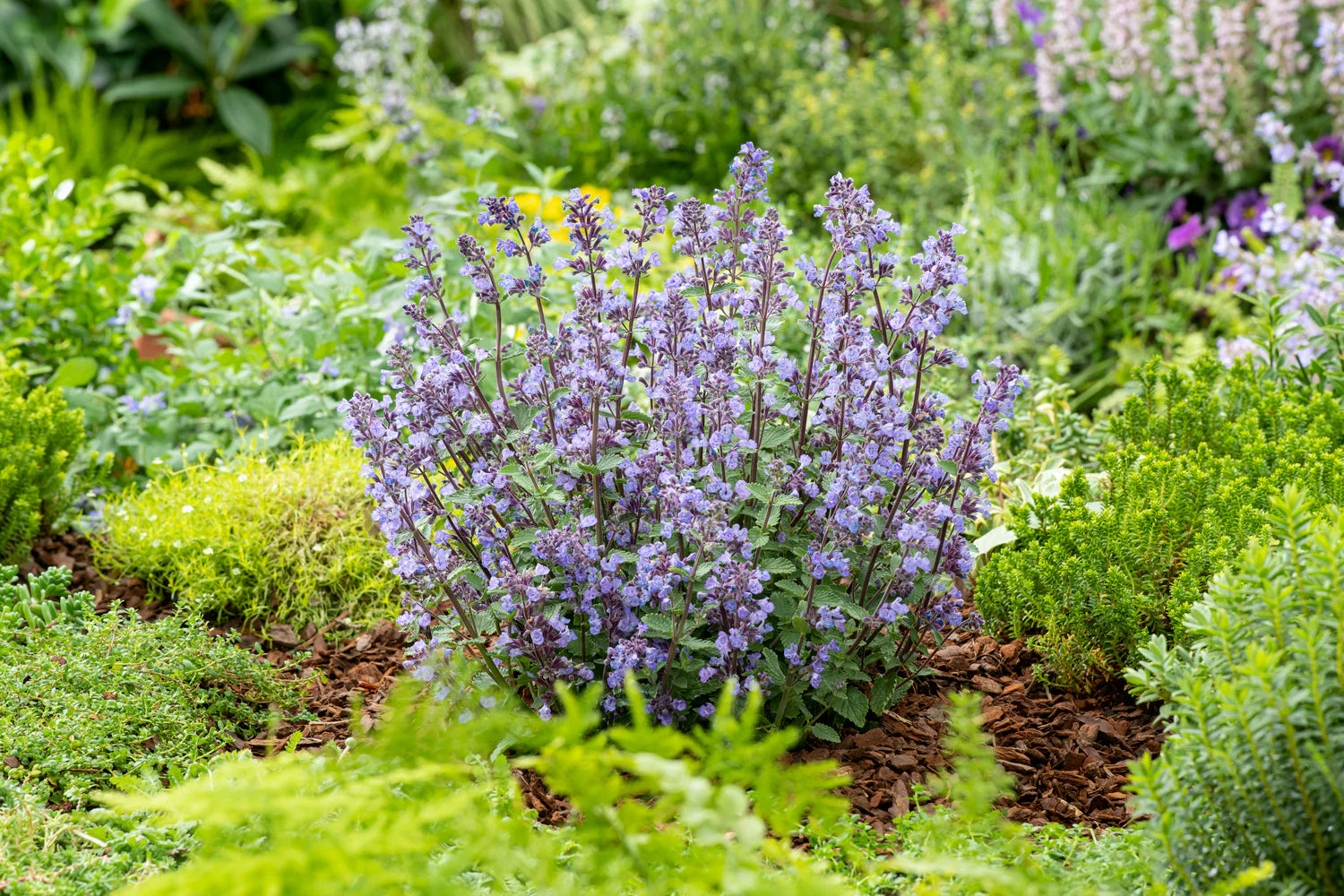 Flowering Catnip Nepeta Cataria Plant with White Blossoms