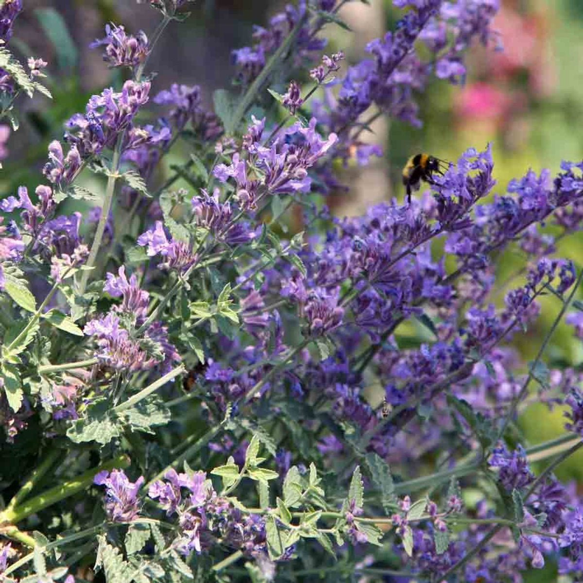 Harvested Catnip Leaves for Drying and Herbal Use