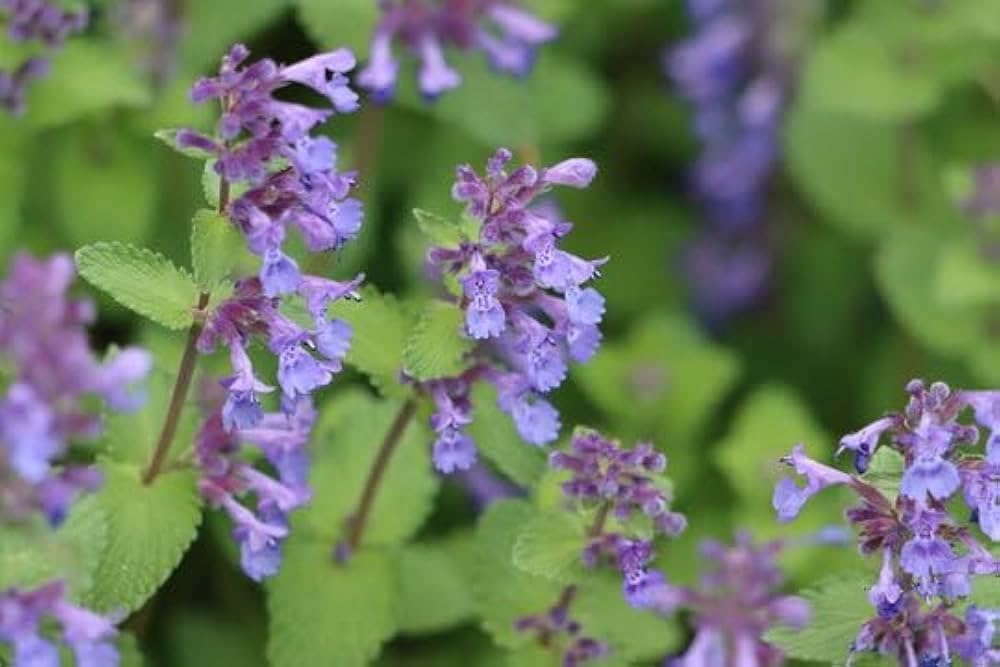 Fresh Catnip Nepeta Cataria Leaves – Fragrant Herb for Garden