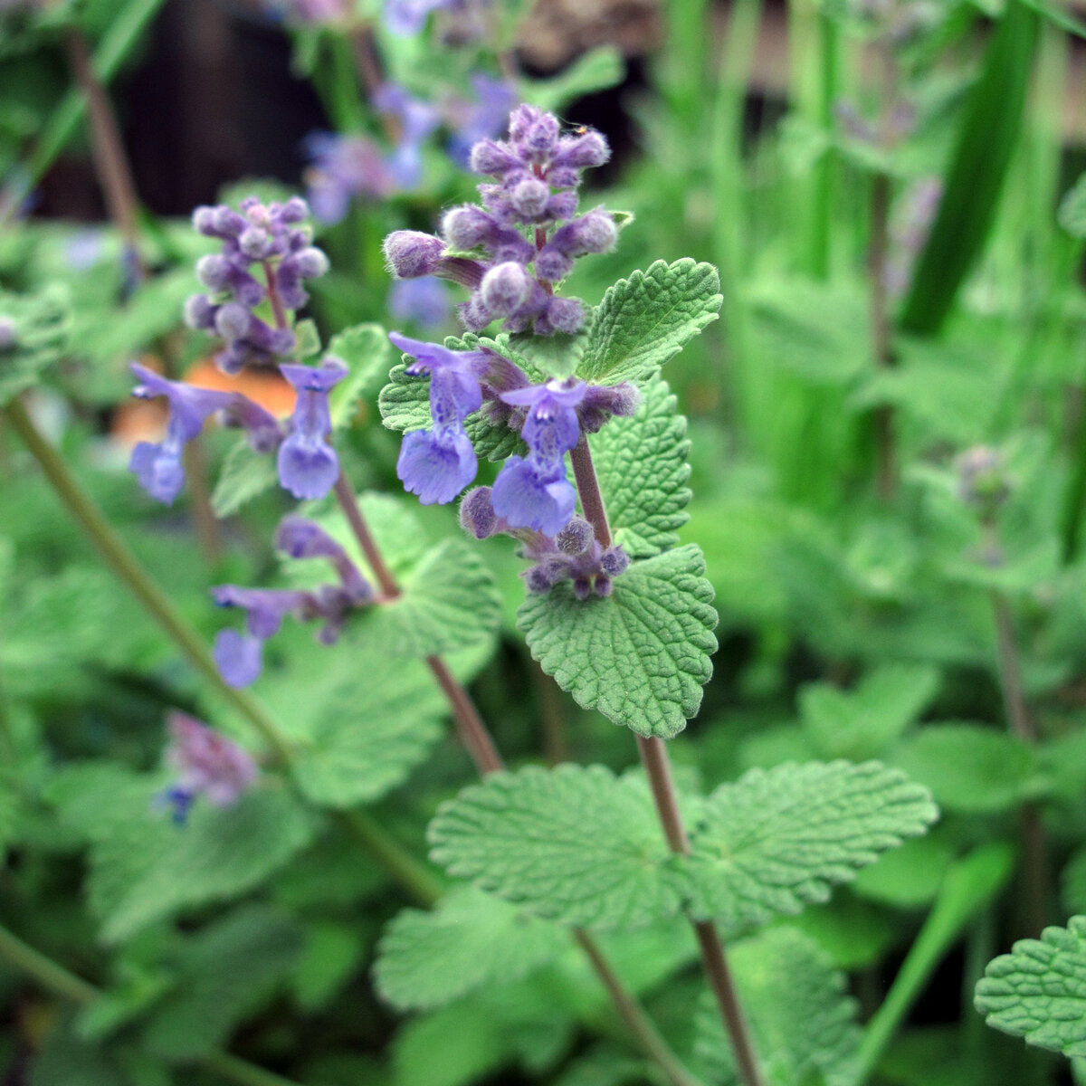 Catnip Nepeta Cataria Seeds for Planting – Non-GMO Perennial Herb