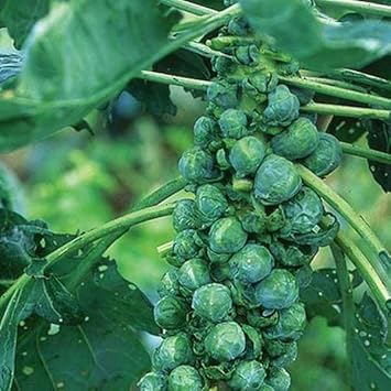 Catskill Vegetable Seeds for Planting - 100 Pcs pcs - Dharaseeds