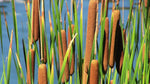 Cattail Plant Seeds for Planting - 100 Pcs pcs - Dharaseeds