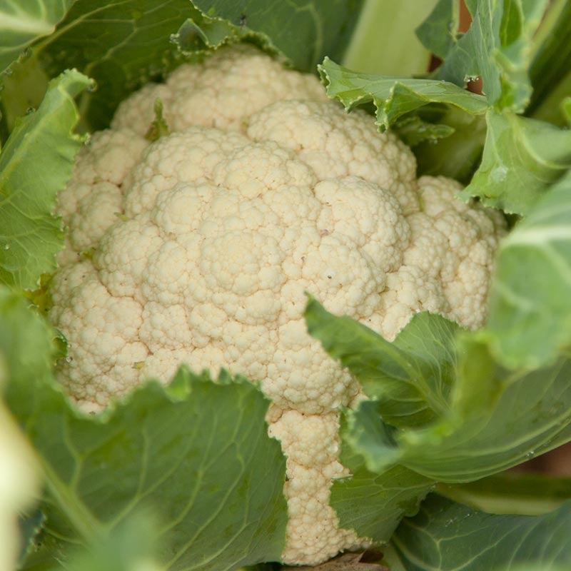 Days Hybrid Cauliflower Good Adaptability For Sowing – Heirloom, Non-GMO, High Germination Organic Garden Seeds