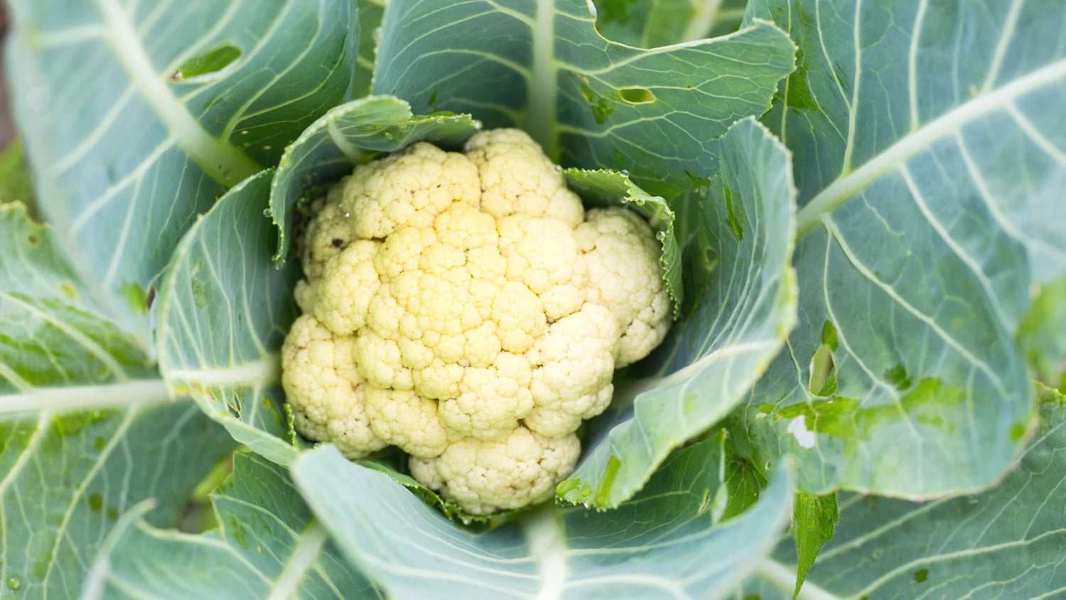 Days Hybrid Cauliflower Good Adaptability For Sowing – Heirloom, Non-GMO, High Germination Organic Garden Seeds