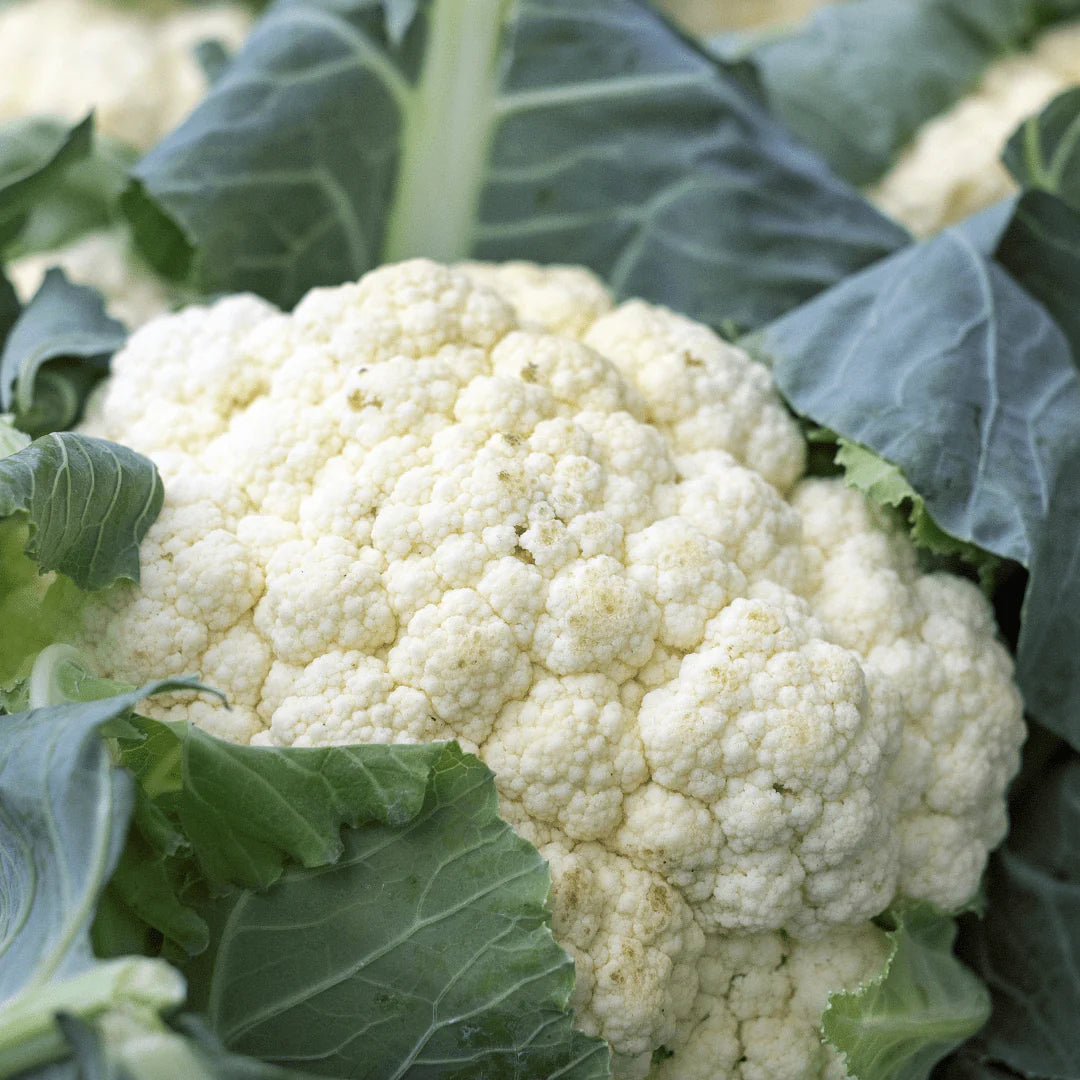 Amazing cauliflower seeds with large snow-white heads heirloom non-GMO