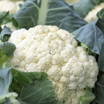 Amazing cauliflower seeds with large snow-white heads heirloom non-GMO