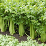 Cauliflower seeds Veronica heirloom non GMO high germination variety