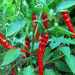Cayenne pepper Capsicum annuum large red seeds for planting in backyard garden or pots for spicy harvest - Dharaseeds