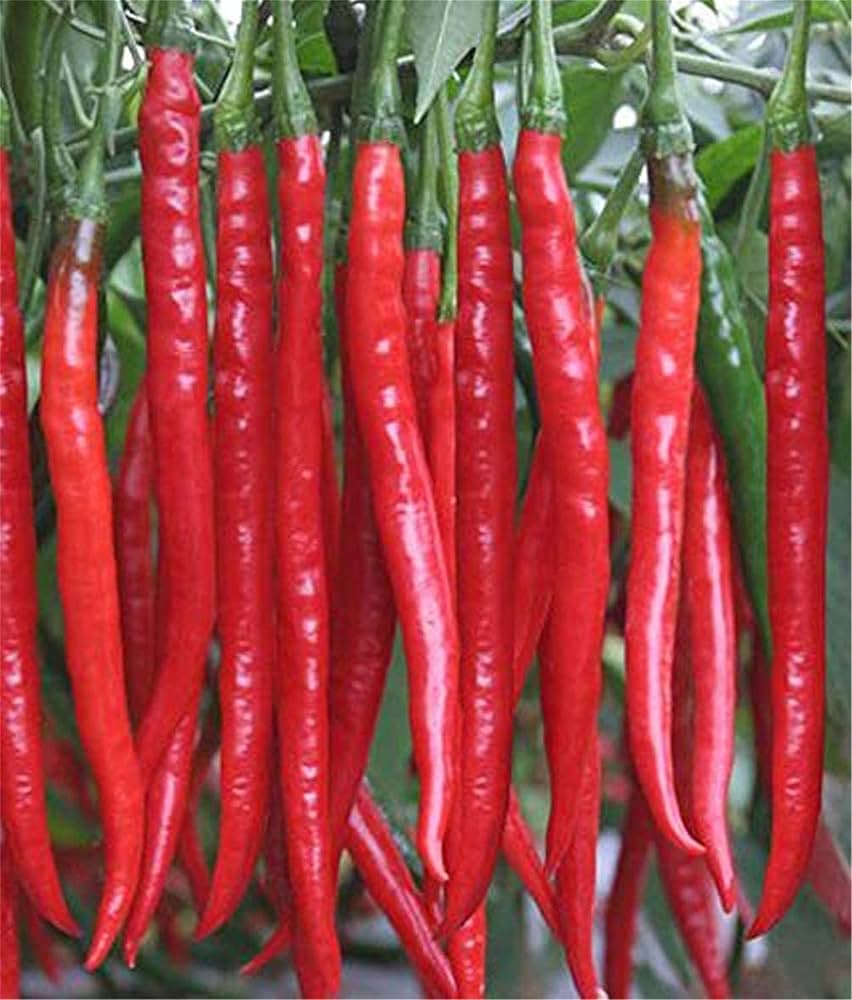Cayenne pepper Capsicum annuum large red seeds for planting in backyard garden or pots for spicy harvest - Dharaseeds