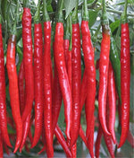 Cayenne pepper Capsicum annuum large red seeds for planting in backyard garden or pots for spicy harvest - Dharaseeds