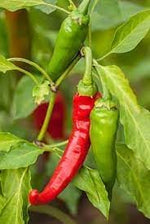 Cayenne Vegetable Seeds for Planting, 100 Pcs pcs - Dharaseeds